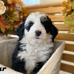 Australian Labradoodle, Bernedoodle, and Cockapoo Puppies from Dream Doodles and Cockapoos
