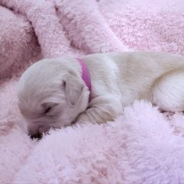 Brynn - Light golden female Golden Retriever puppy in Seville, Ohio from Retriever Ranch