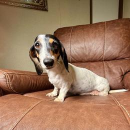 Bonita - Dachshund