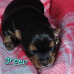 Green girl - Black and tan female Yorkshire Terrier puppy in Pineville, Kentucky from Yorkies of Pineville
