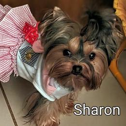 Sharon - Yorkshire Terrier