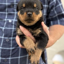 Baby girl 1 - Black and mahogany female Rottweiler puppy in Gloster, Mississippi from Mississippi Rottweilers