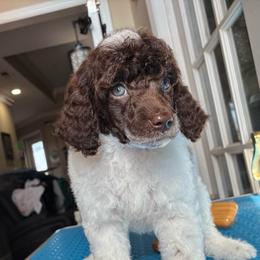 Louigi - Phantom male Poodle puppy in Huntsville, Alabama from Flint River Poodles