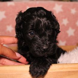 Black - Parti male Goldendoodle puppy in Grants Pass, Oregon from Oregon Valley Doodles