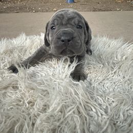 Sunflower - Gray brindle female Cane Corso puppy in Elk Grove, California from DiamondBabyCorso