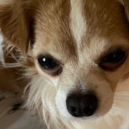 Chihuahuas from My Lil Chi Babies