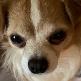 Chihuahuas from My Lil Chi Babies