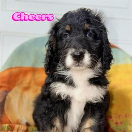 Cheers - Tri-color female Bernedoodle puppy in Beecher, Illinois from Erica’s Doodles