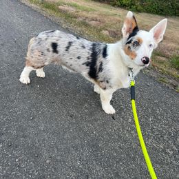 American Corgi and Pembroke Welsh Corgi Puppies from Beebe’s Corgis