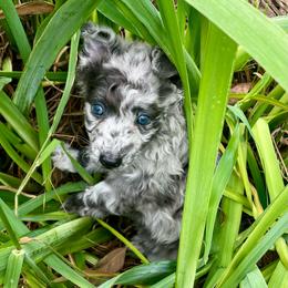 Ash - Grey merle male Mudi puppy in Gladewater, Texas from Texas Mudi
