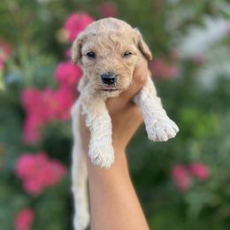 Lyra - Apricot female Goldendoodle puppy in Philadelphia, Pennsylvania from Philly's Designer Doodles