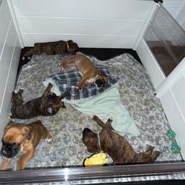 Boxer puppies from Reynolds Homestead Boxers