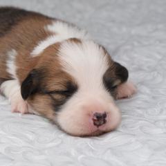 Wizard - Red male Pembroke Welsh Corgi puppy in San Antonio, Texas from Moxxi's Legacy Corgis