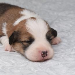 Wizard - Red male Pembroke Welsh Corgi puppy in San Antonio, Texas from Moxxi's Legacy Corgis