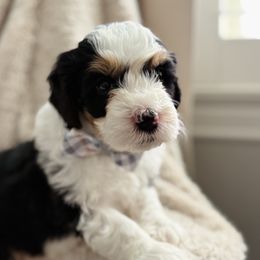 Rigatoni- Gray Collar - Tri-color male Bernedoodle puppy in Katy, Texas from Bluebonnet Bernedoodles of Southeast Texas