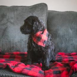 Goldendoodle Puppies from Doodle Me This Goldendoodles