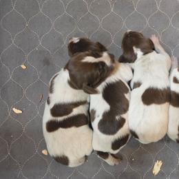 Girl 1 - Liver and white female German Shorthaired Pointer puppy in Henderson, Texas from C4 Gun Dogs