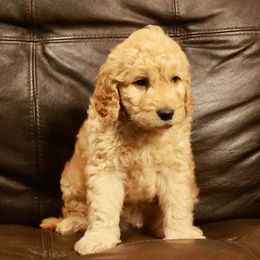 Goldendoodle Puppies from 307 Mini Goldendoodle