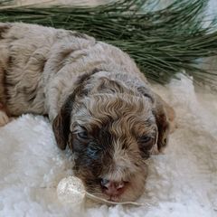 Aussiedoodles and Double Doodles from Melrose Mountain Farm