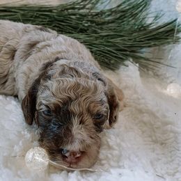 Aussiedoodles and Double Doodles from Melrose Mountain Farm