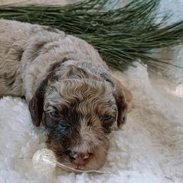 Aussiedoodles and Double Doodles from Melrose Mountain Farm