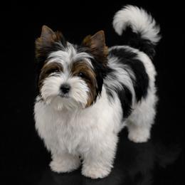 Andre'e - Black tan and white female Biewer Terrier puppy in Weiser, Idaho from Hells Canyon
