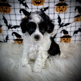 Lil Oreo - Parti male Poodle puppy in Newcomerstown, Ohio from Sheri’s Lil Angel’s