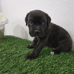 Gemini - Black brindle male Cane Corso puppy in St. Augustine, Florida from RG2 Cane Corsos