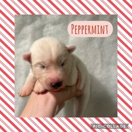 Peppermint - White male Siberian Husky puppy in Southampton, New Jersey from First Frost Kennels