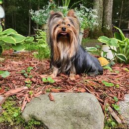 Monster - Yorkshire Terrier