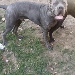 Cane Corso All Grown Up from Mass Cane Corso