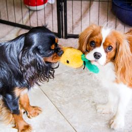 Cavalier King Charles Spaniel All Grown Up from MagPie Cavaliers