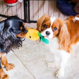 Cavalier King Charles Spaniel All Grown Up from MagPie Cavaliers