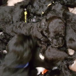 Portuguese Water Dog Puppies from Bela Vida PWDs