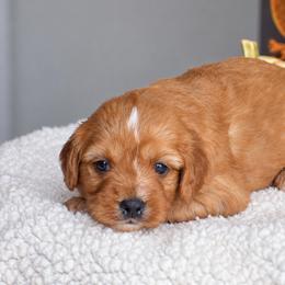 Abby - Red female Cavapoo puppy in Gap, Pennsylvania from Country View Puppies ( License 18816)
