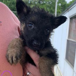 German Shepherds from Summer's German Shepherds