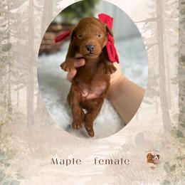 Maple - Red  female Goldendoodle puppy in Canton, Georgia from Teddy Puppies