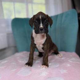 Girl 4 - Brindle female Boxer puppy in Prestonsburg, Kentucky from Bre’s Boxers
