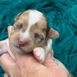 Chip - Chocolate and white male Chihuahua puppy in Franklin, North Carolina from A&J Cutie Pawtooties