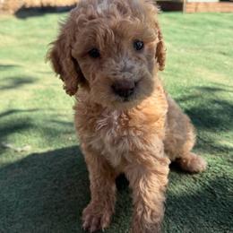 Pink Color Girl - Apricot female Goldendoodle puppy in Loma Rica, California from BloomingPuppies