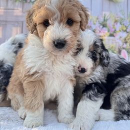 Aussiedoodle and Cavapoo Puppies from Pawsome Aussie Doodles and Oodles