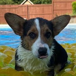 American Corgis, Basset Hounds, and Cocker Spaniels from Oak Hollow Farms