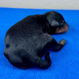 BPM1 - Black phantom male Aussiedoodle puppy in Prague, Oklahoma from Classic K9’s  Aussies & Doodles