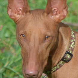 Paloma - Pharaoh Hound