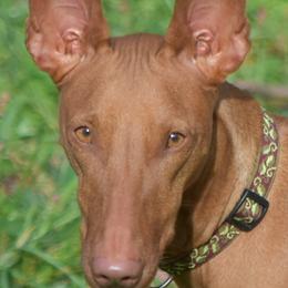 Paloma - Pharaoh Hound