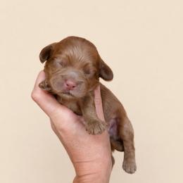 Arthur - Red male Cockapoo puppy in Millville, California from Hope Lane Kennels