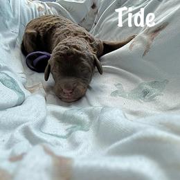 Tide - Chocolate female Goldendoodle puppy in Atlantic Beach, Florida from Glamorous Golden Doodles