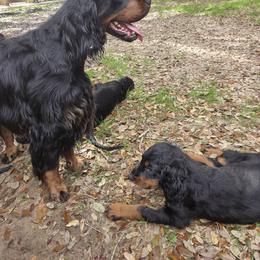 Gordon Setter puppies from Katherine's Golden Retrievers, Gordon Setters, and English Setters