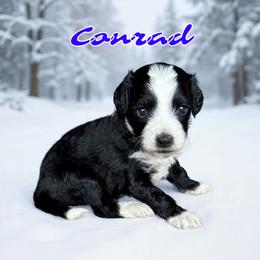 Conrad - male Golden Mountain Doodle puppy in Banner Elk, North Carolina from Walnut Tree Bernedoodles