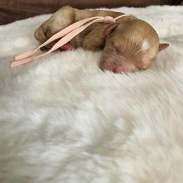 Girl 1 - Golden female Cockapoo puppy in Bedford, Iowa from Our Father’s Doodles